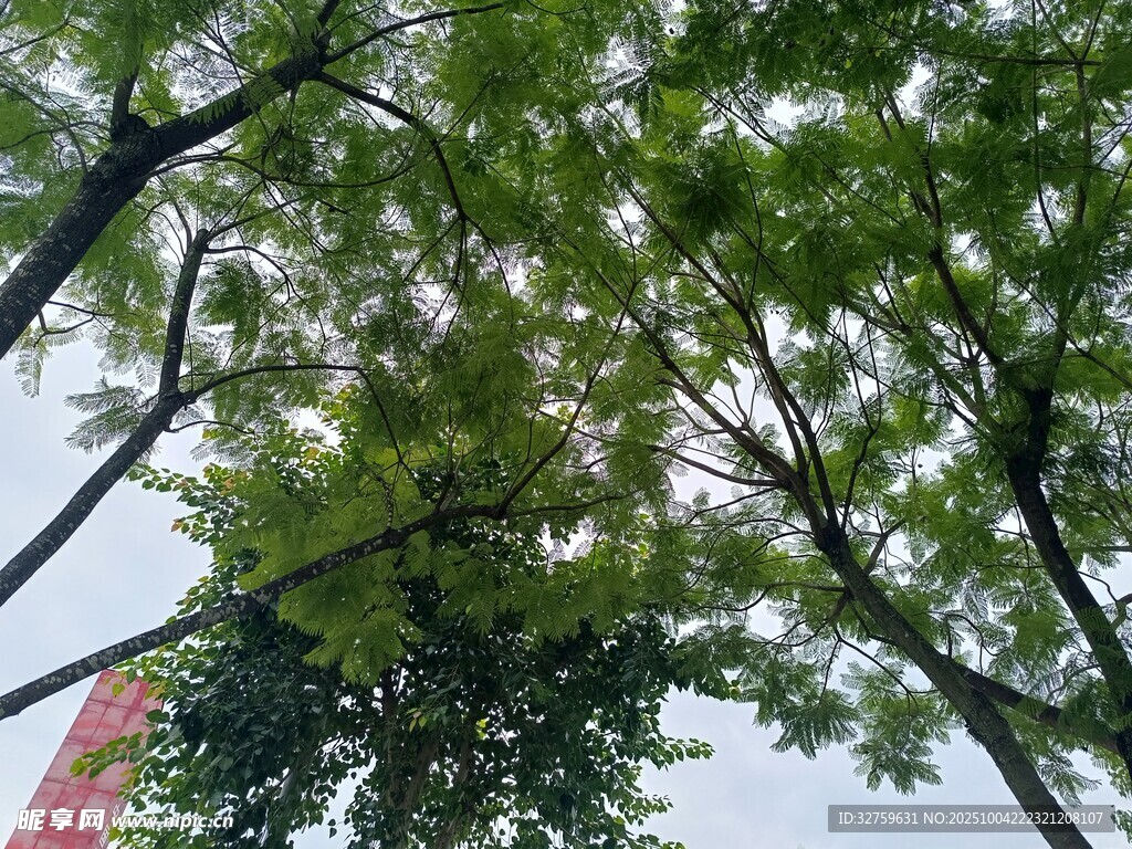仰视绿树繁茂枝叶