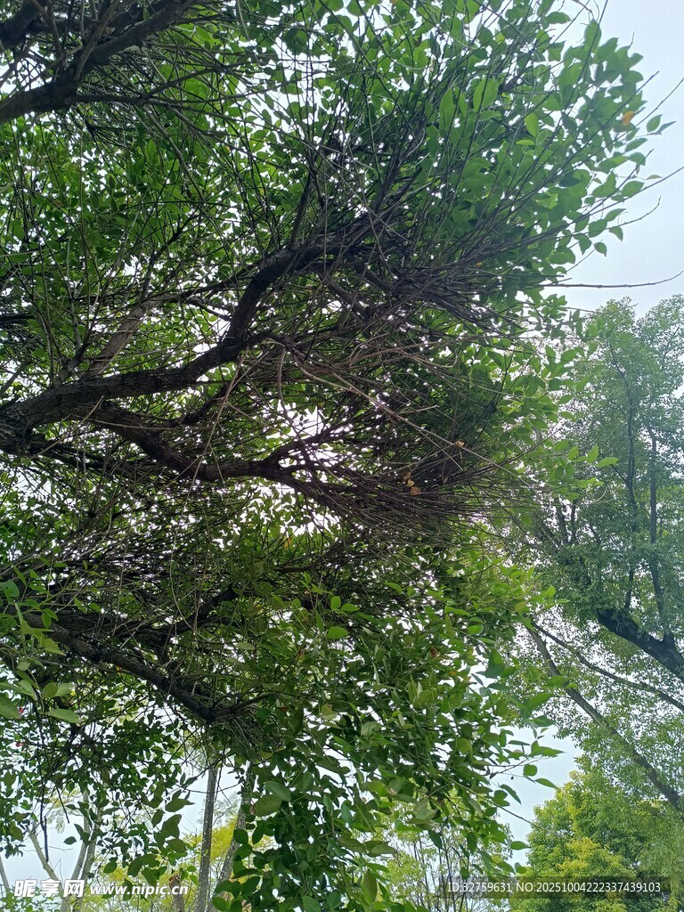 繁茂绿树