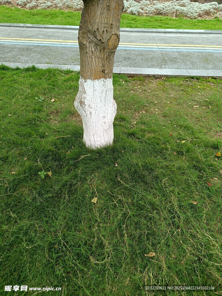 马腿特写于绿茵草地