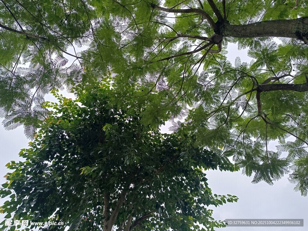 仰视繁茂树冠