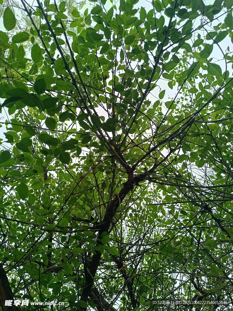 仰视翠绿繁茂的树枝树冠