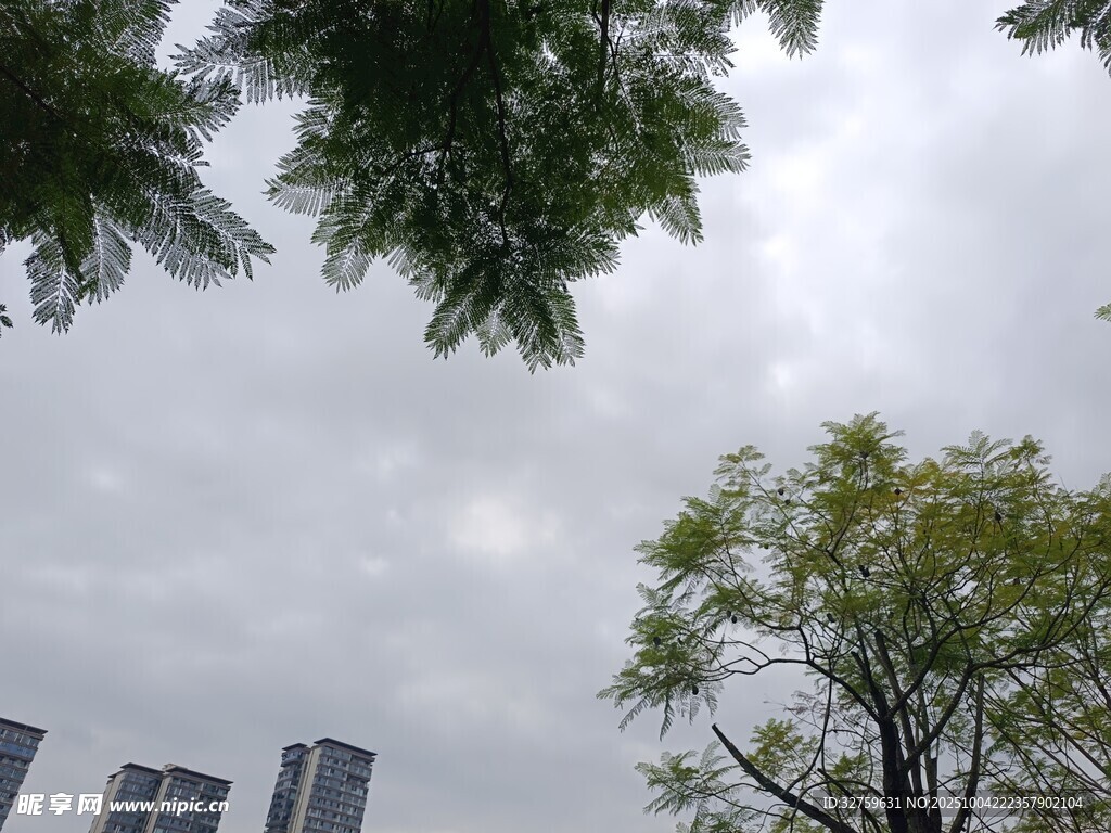 城市中树木与高楼的景致