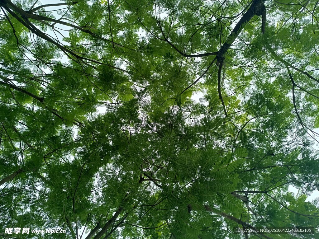 仰视翠绿繁茂的树枝树叶