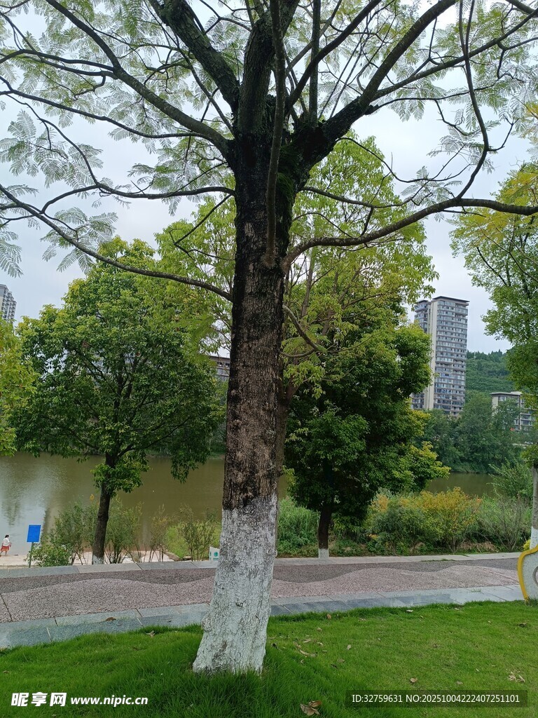 公园中挺拔的树木景观