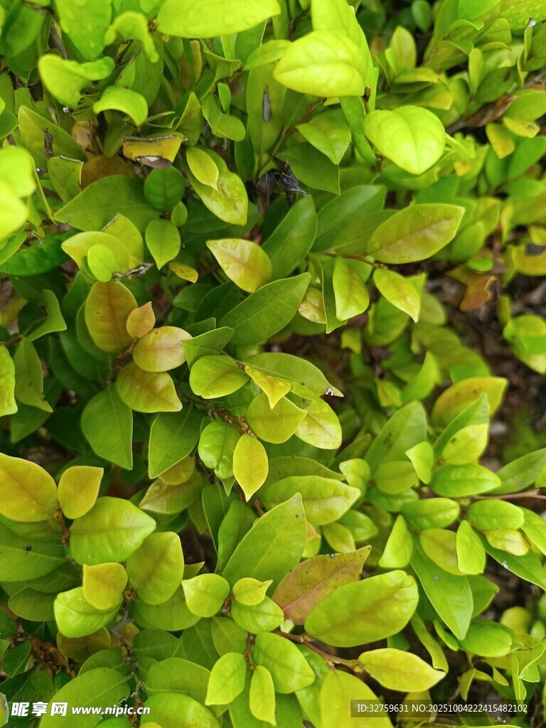 翠绿繁茂的植物叶片