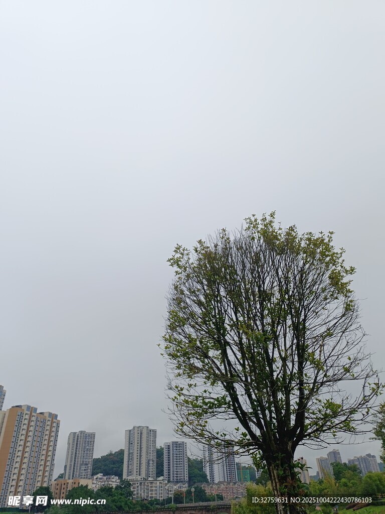 城市中独树与高楼景象