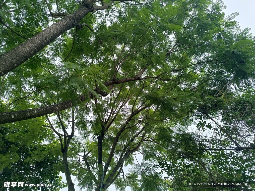 仰视茂密树冠的绿意