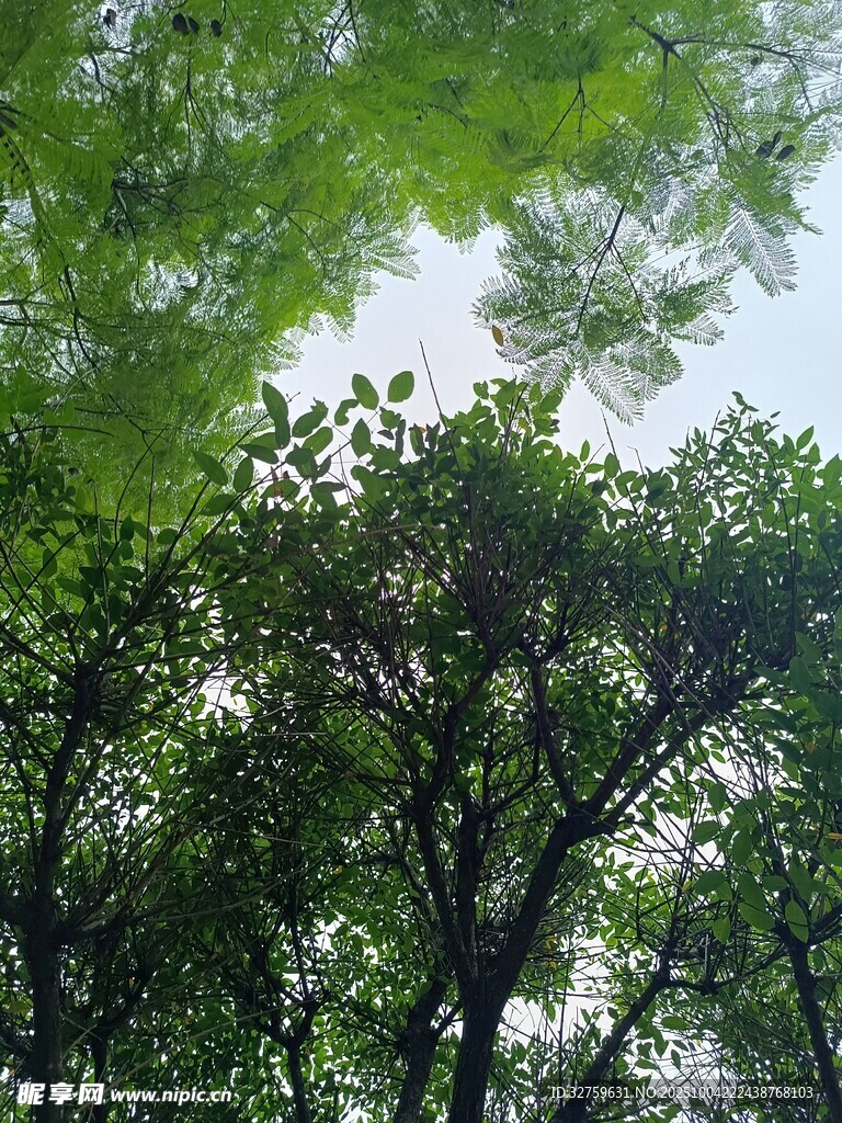 仰视茂密绿树树冠