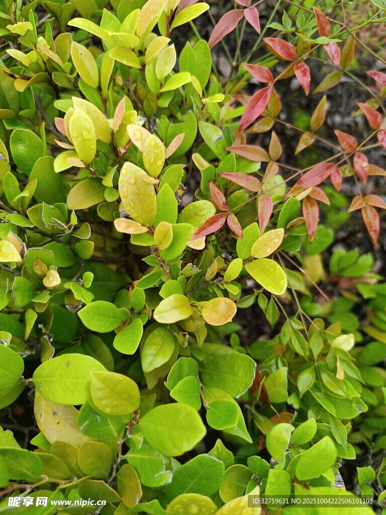 多彩叶片植物特写