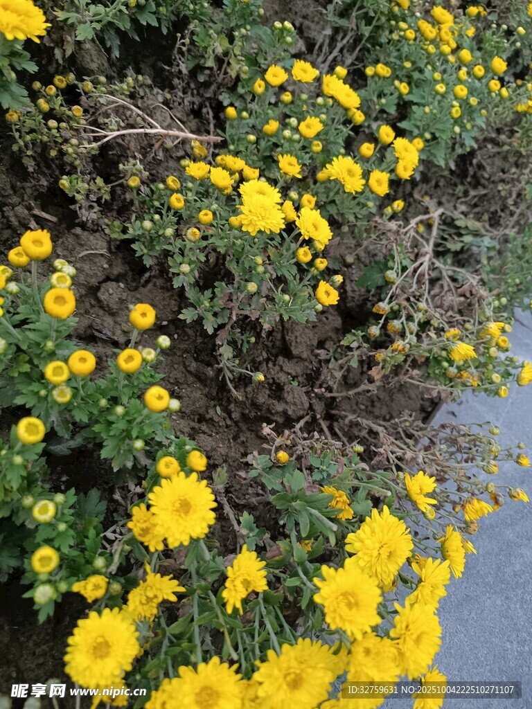 金黄灿烂的盛放小菊花