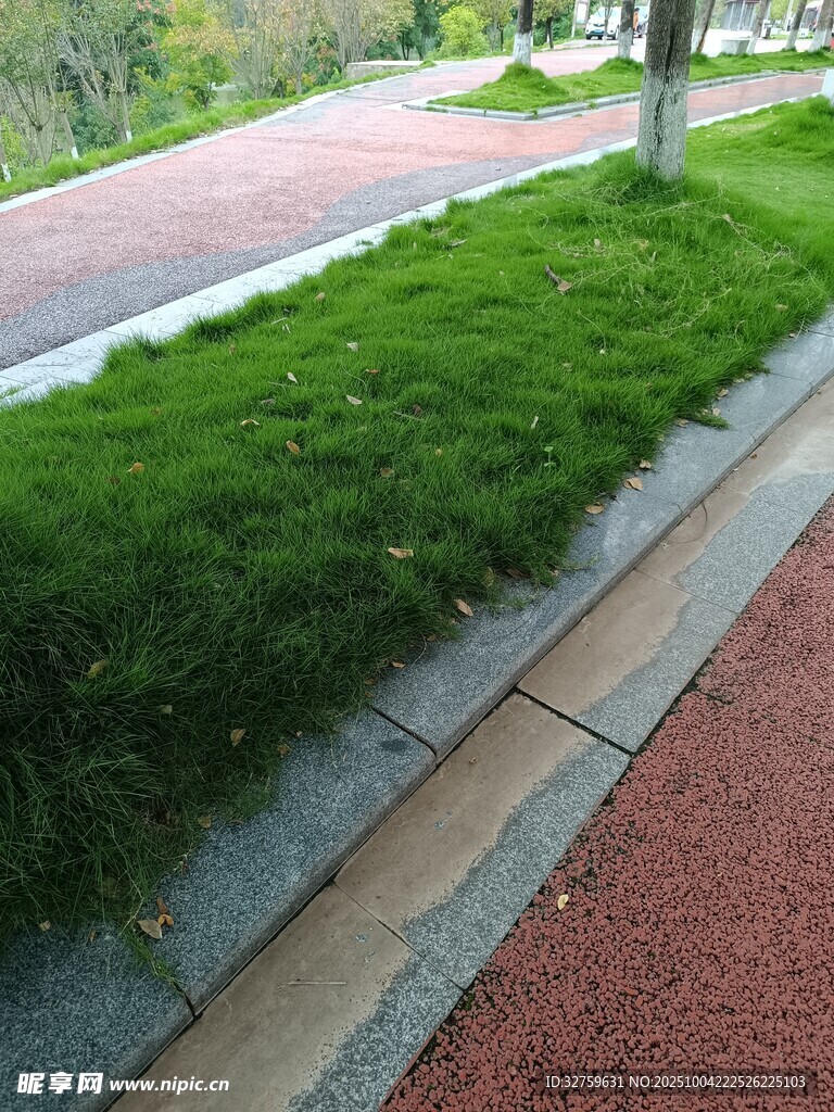 路边翠绿草坪景观
