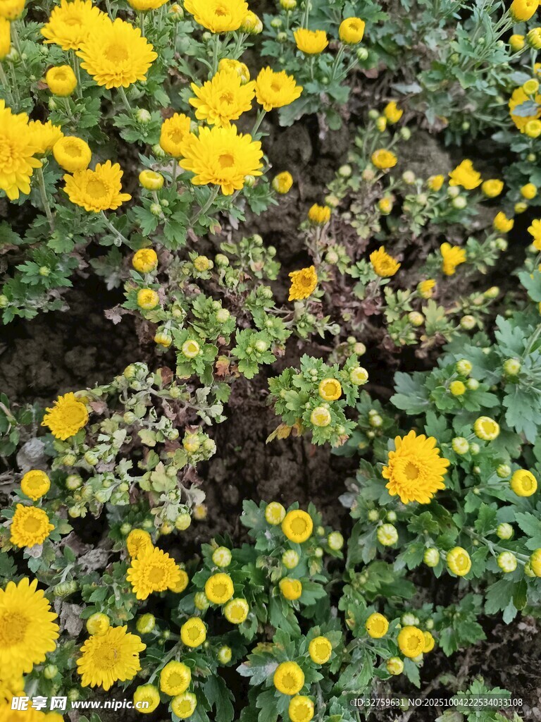 金黄小花绽放生机