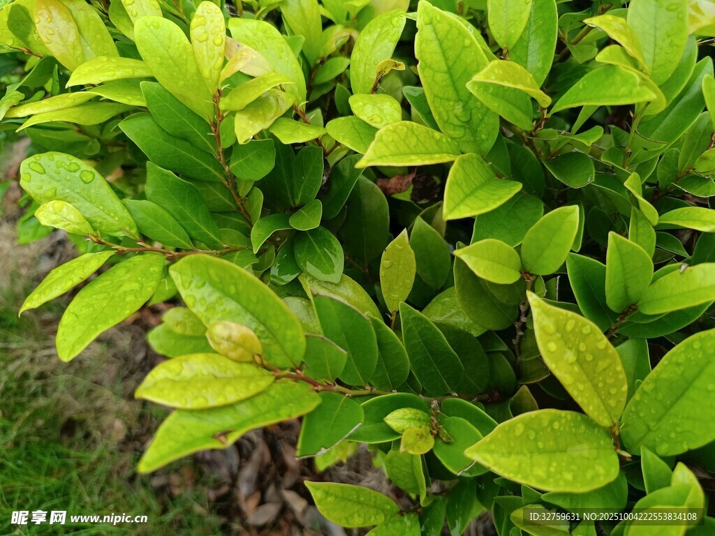 翠绿鲜亮的新叶植物