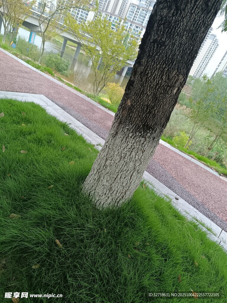 路边树干与翠绿草地