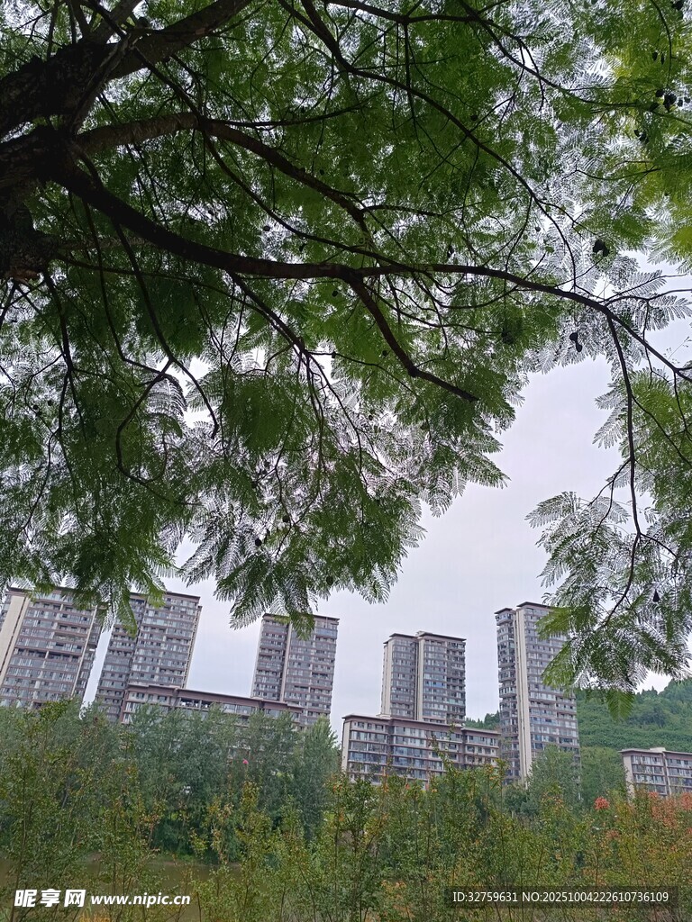 绿树掩映下的城市建筑群