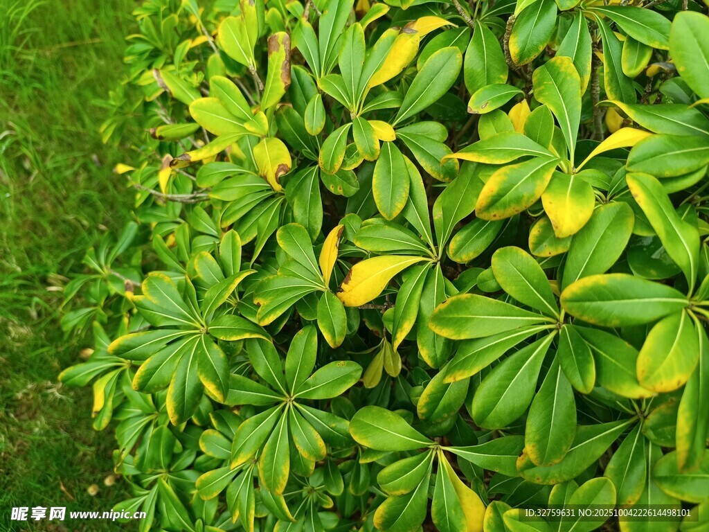 翠绿茂盛的掌状叶片植物