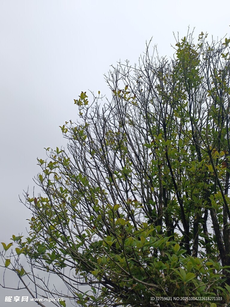 枝头新绿初绽的树木