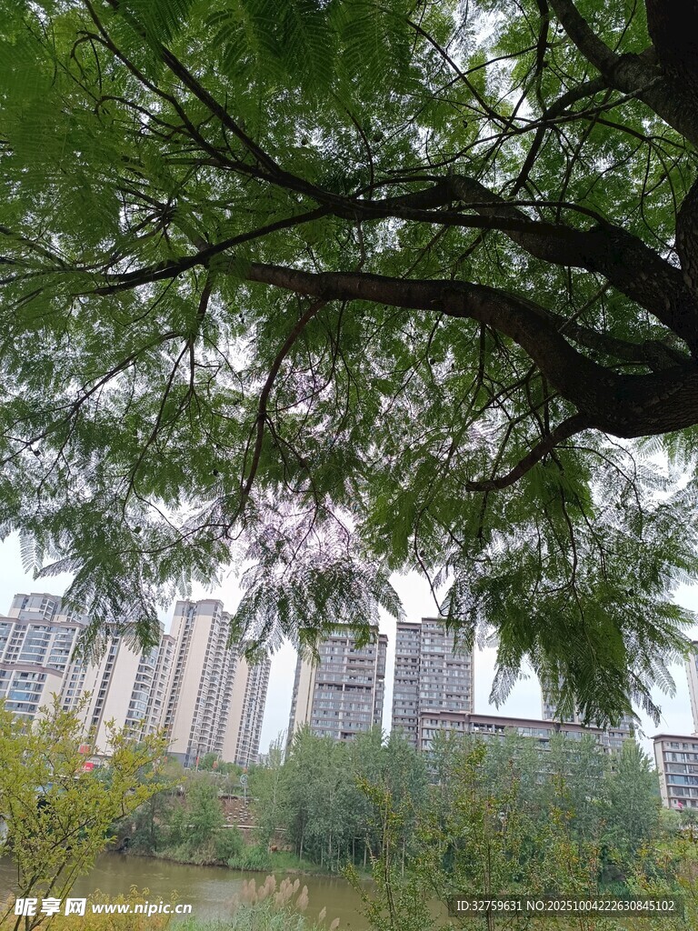 绿树掩映下的城市风光