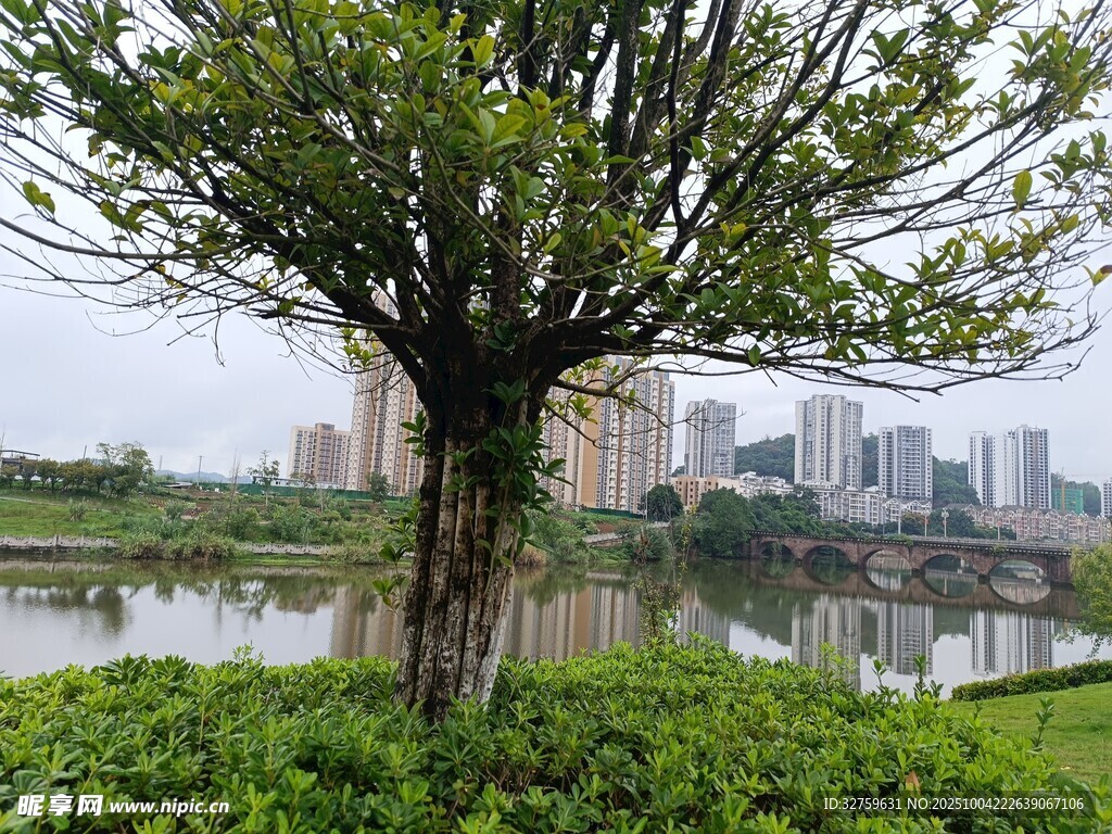 湖畔绿树映城市风光