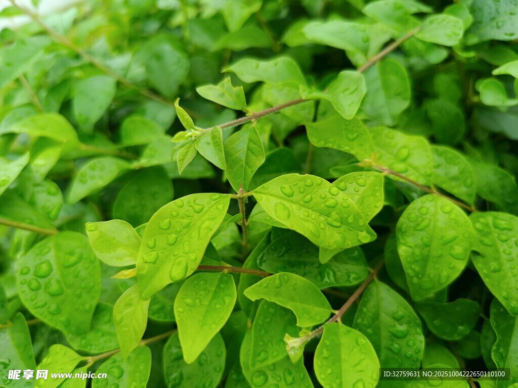 翠绿繁茂的清新植物叶片