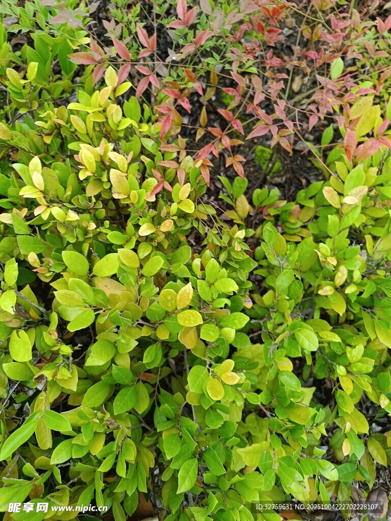 多彩叶片植物景观