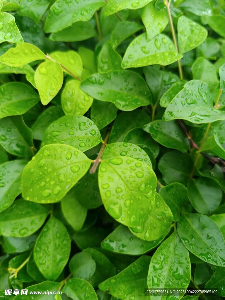 翠绿繁茂的叶片景观