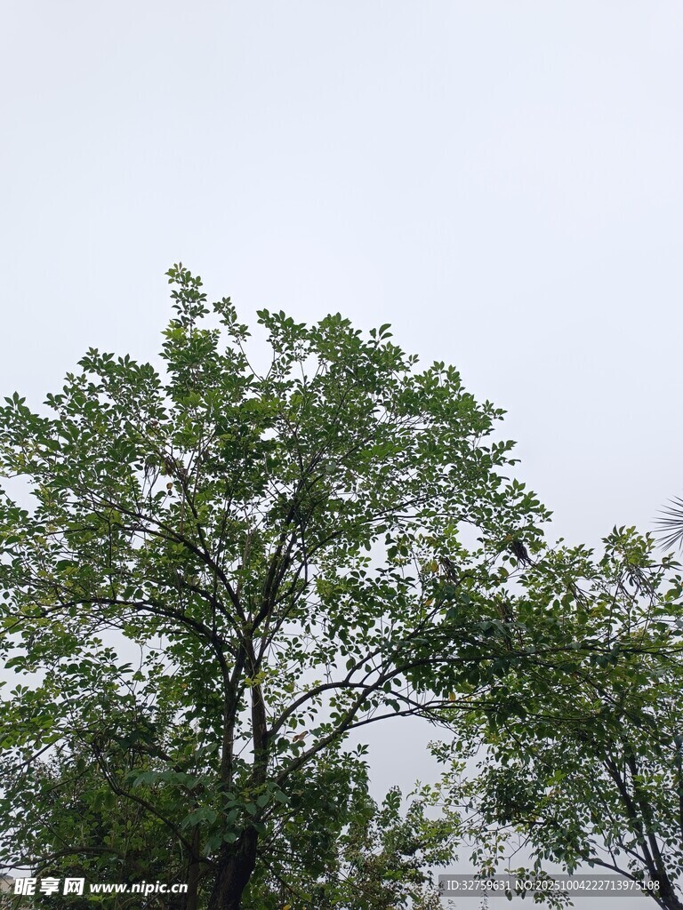 绿树映灰天的自然景象