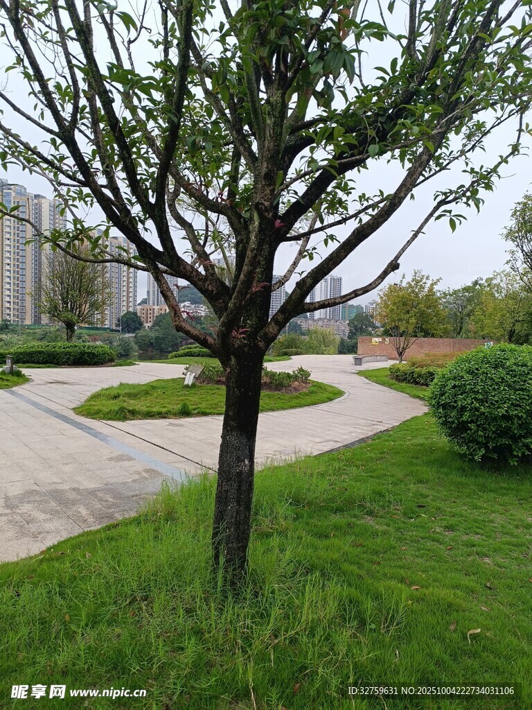 公园小径旁的独树景观