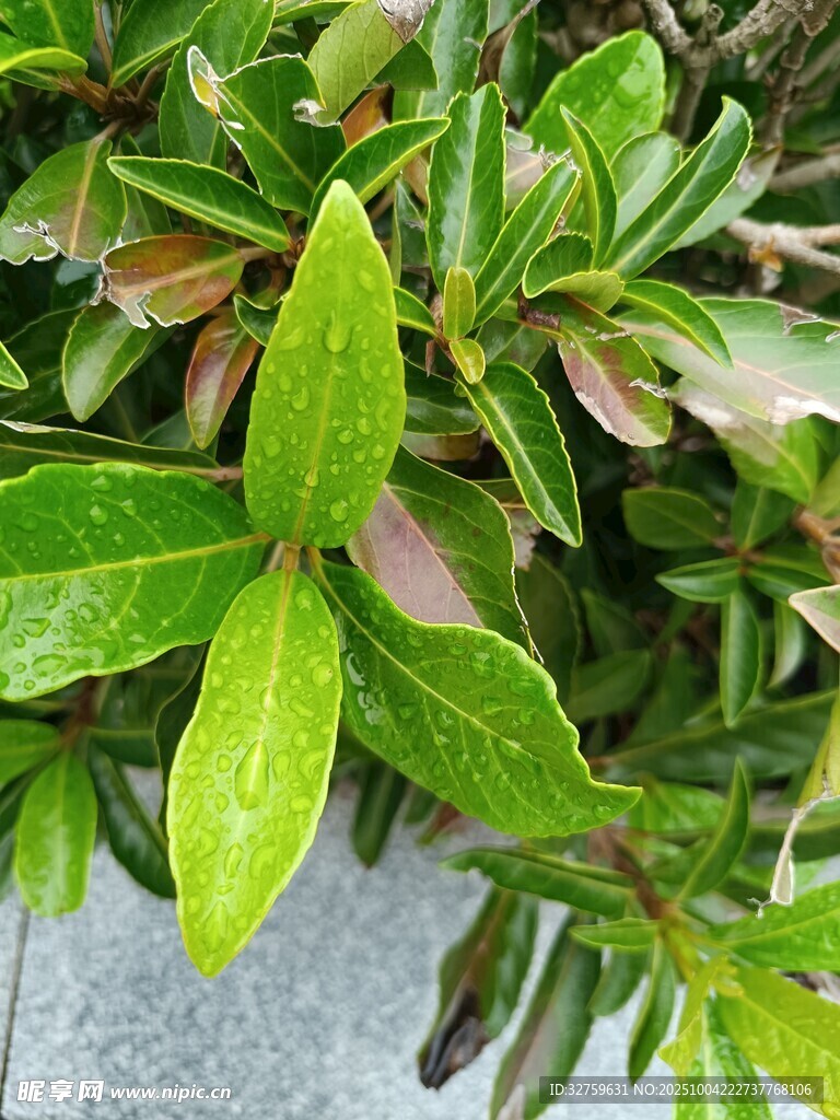 翠绿叶片生机勃勃的植物