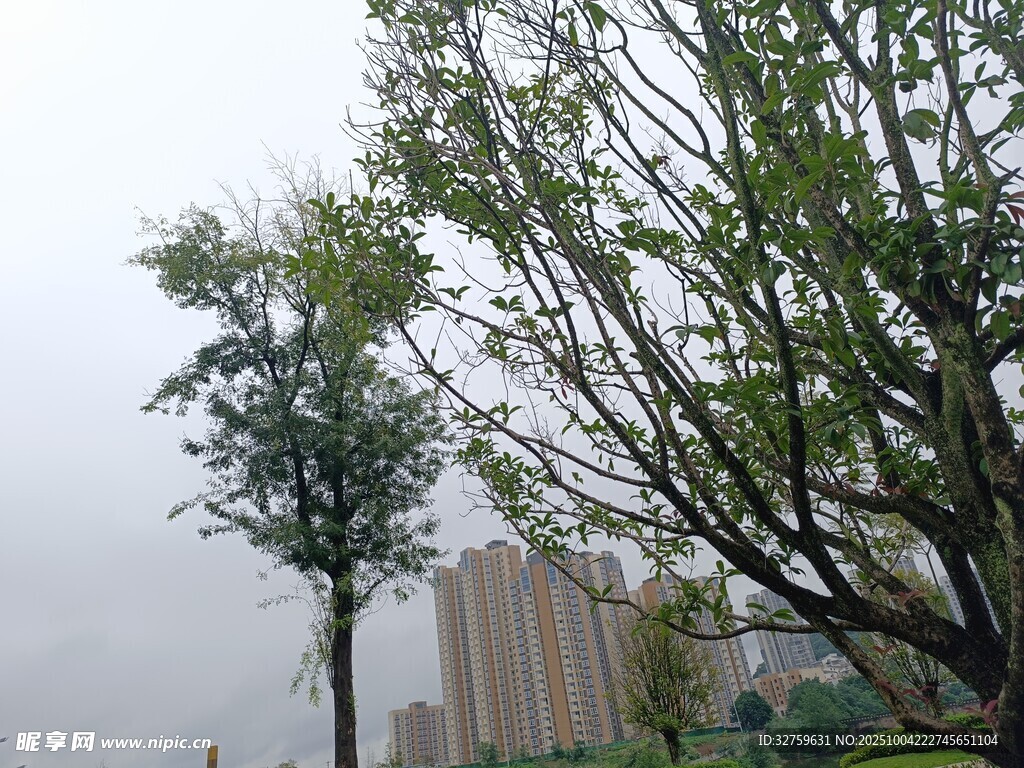 雾中树木与远处高楼
