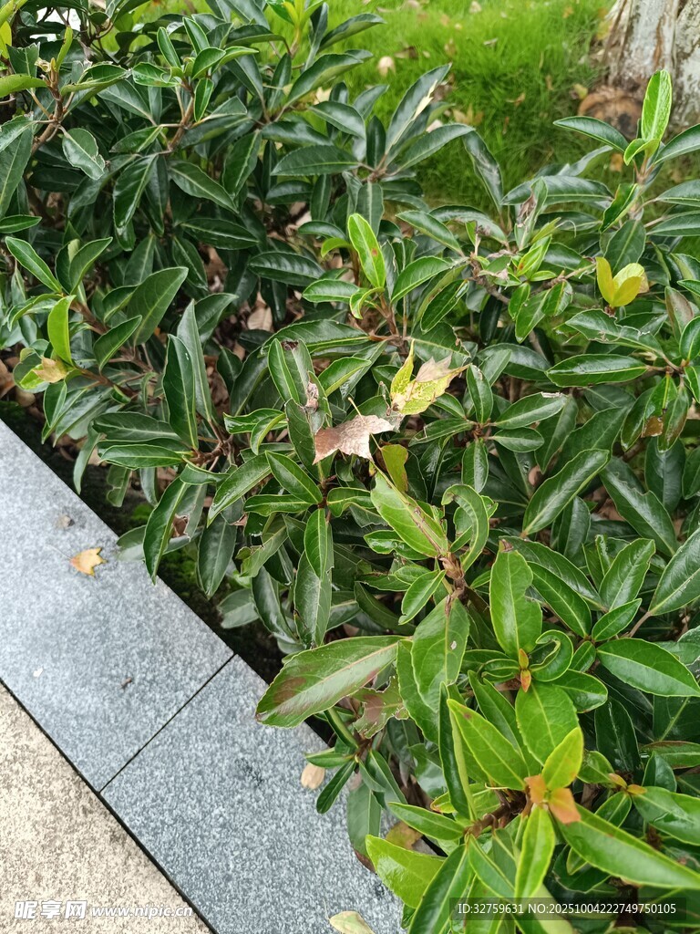 路边绿植景观