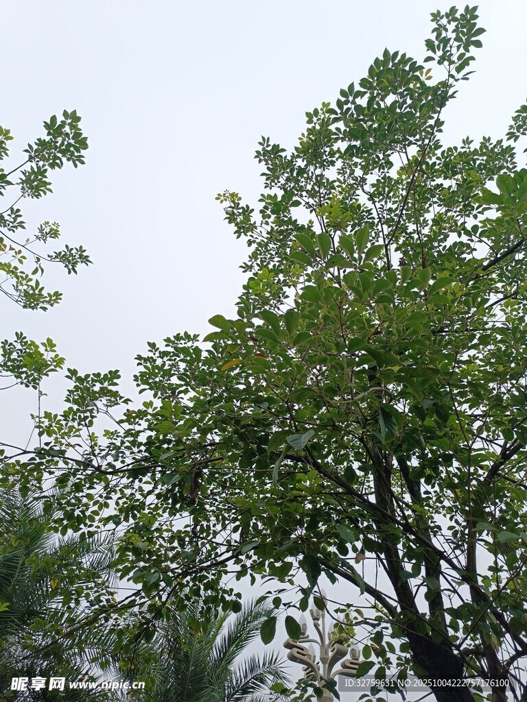 绿叶繁茂的树冠