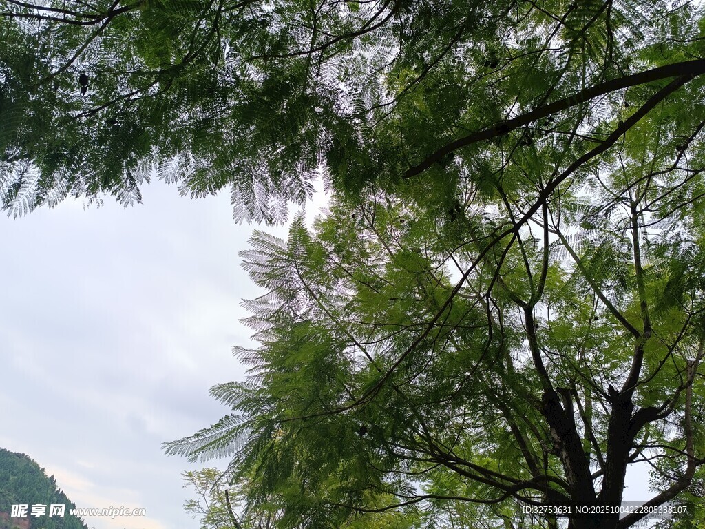 翠绿松枝映于天空之下
