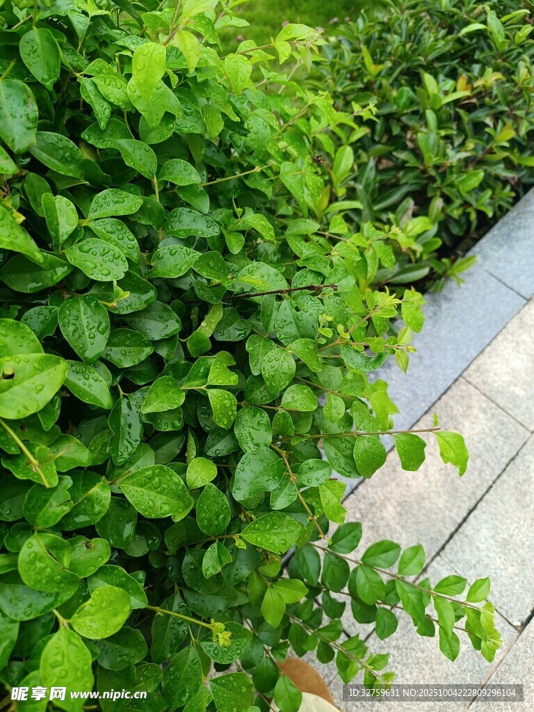 翠绿藤蔓装点户外景致