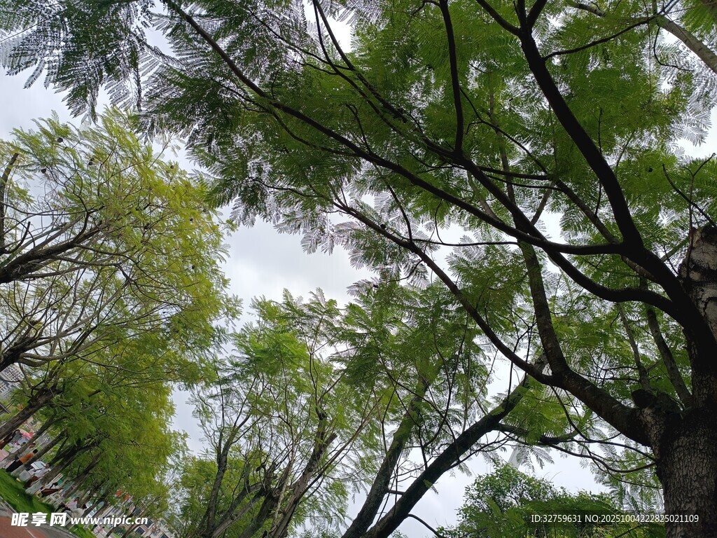仰视葱郁树林枝叶景观