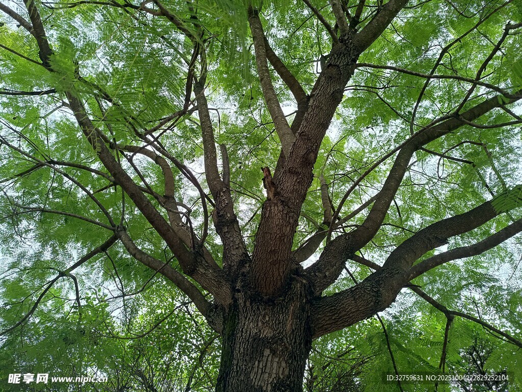 繁茂大树展现蓬勃生机