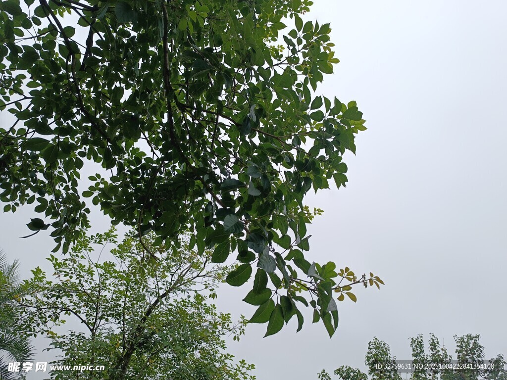 绿叶映灰天的自然景致