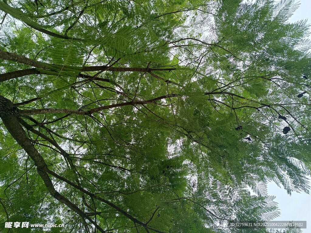 仰视繁茂树枝绿意盎然