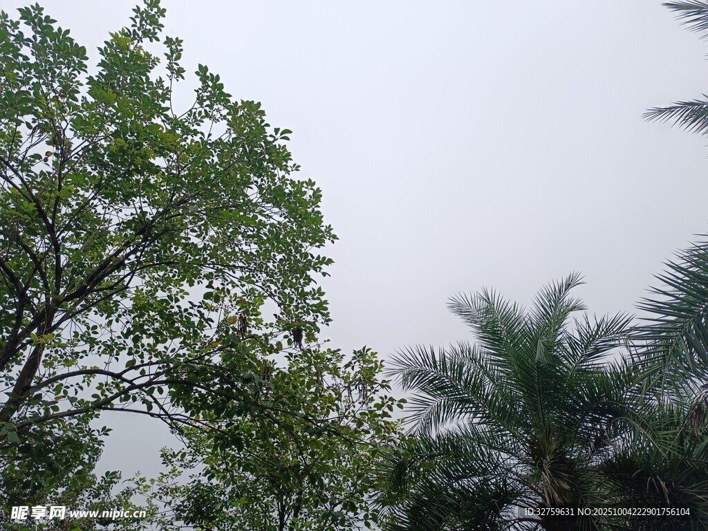 户外绿树与棕榈树景致