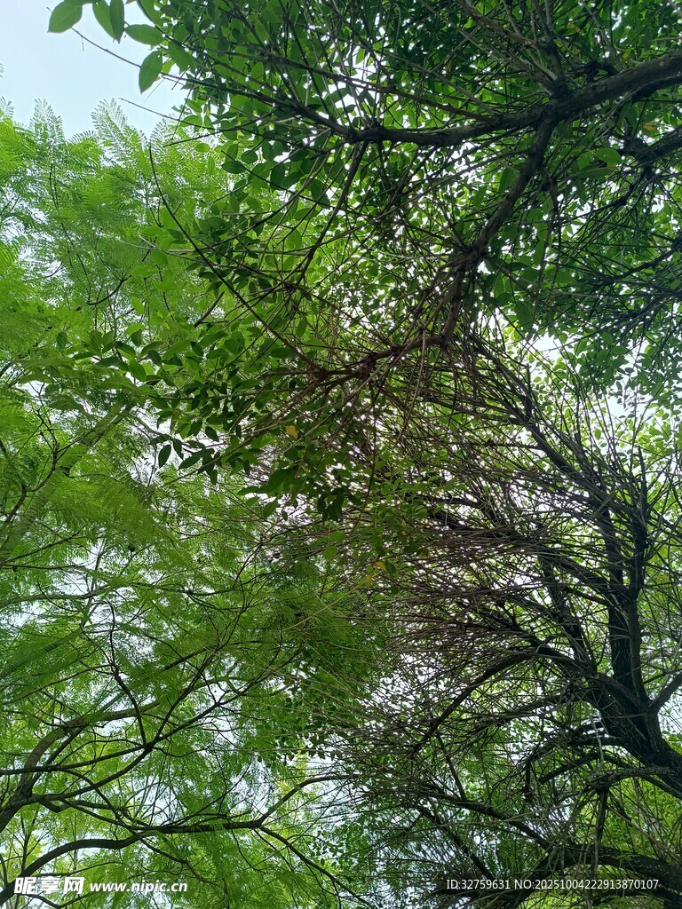 仰视繁茂绿树