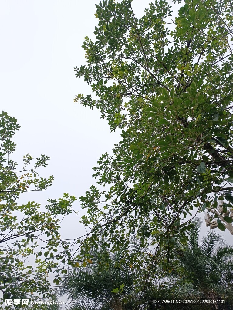 繁茂绿树