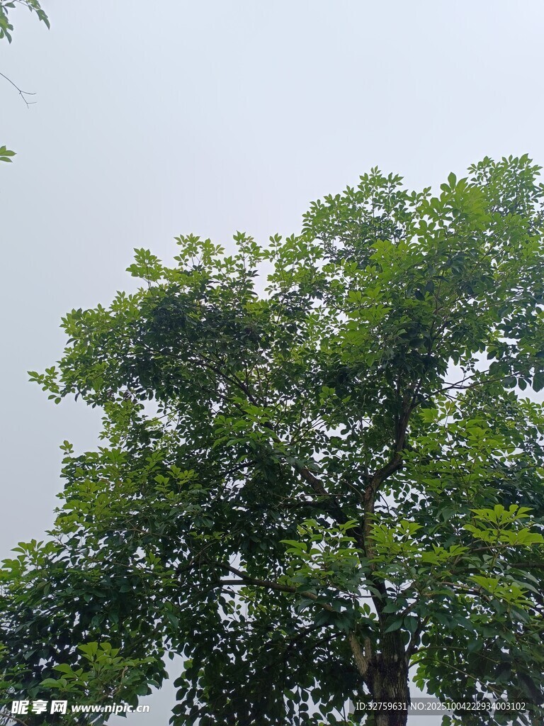 茂盛绿树仰拍景象