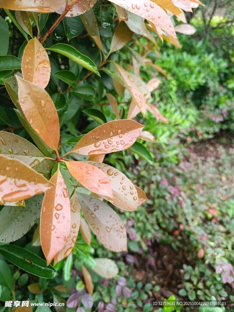多彩叶片的植物景观