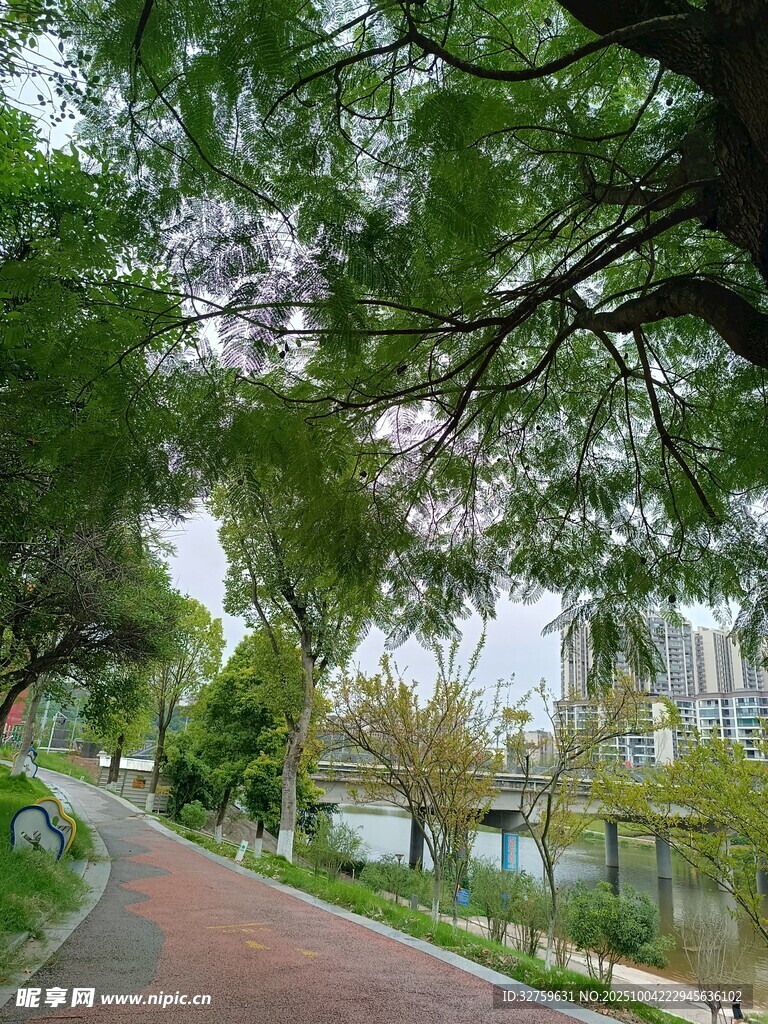 林荫小道旁的清新自然景观