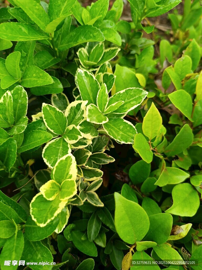 斑叶绿植特写