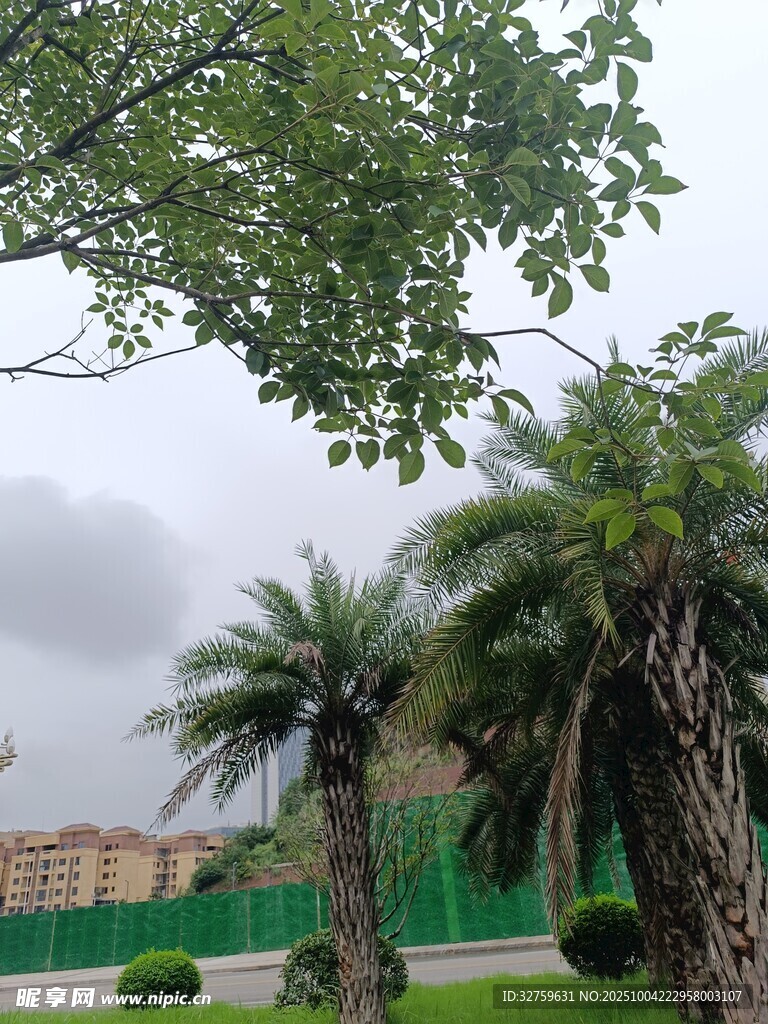 户外绿树景观
