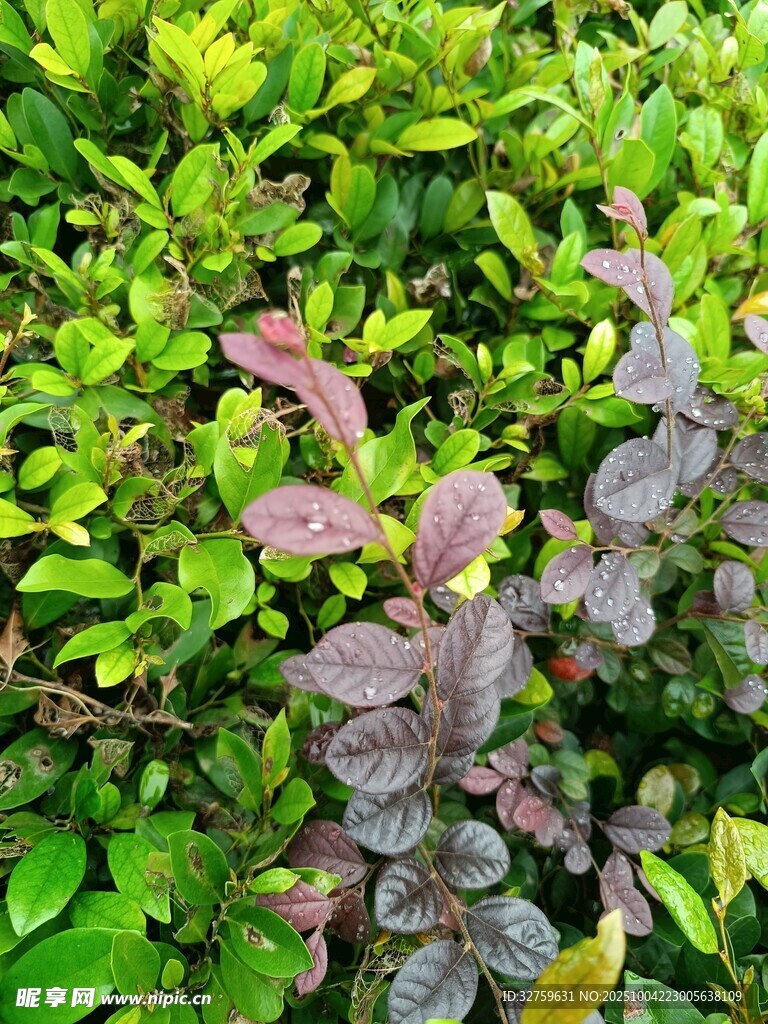 绿叶间的紫叶植物