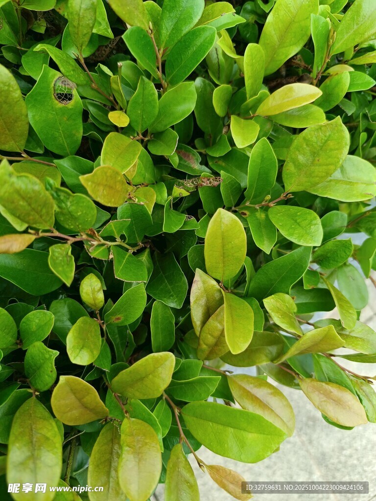 翠绿叶片的生机植物