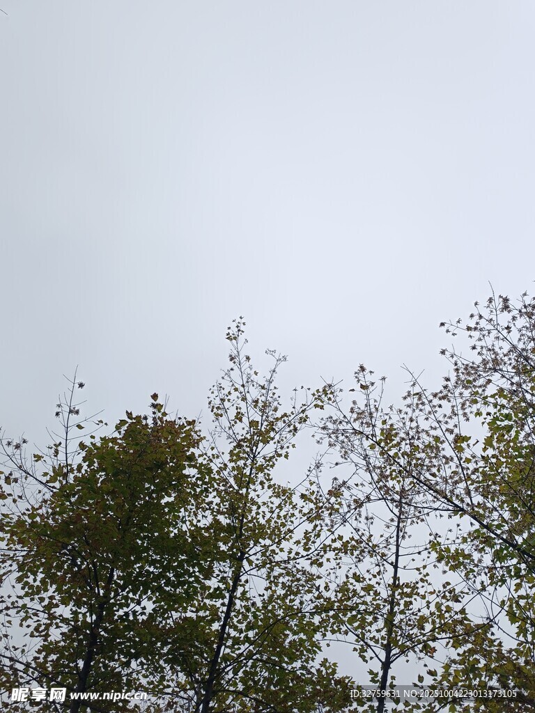 树梢上的朦胧天空