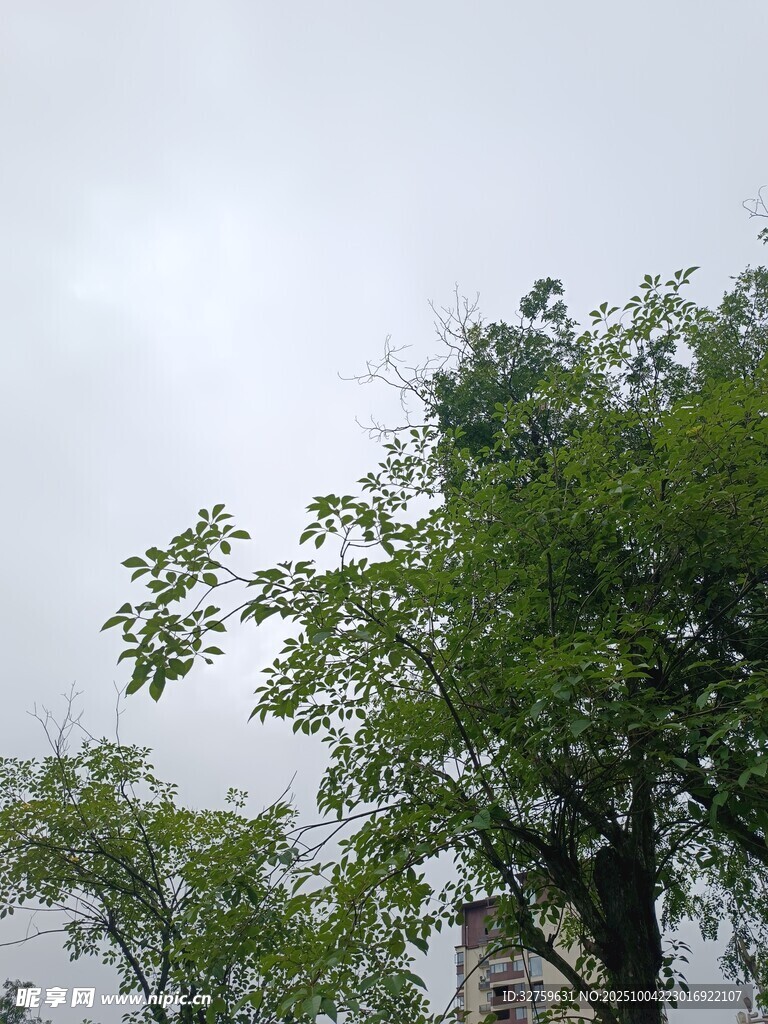 绿树映衬下的阴沉天空